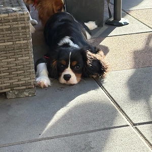 Cavalier King Charlls Spaniel