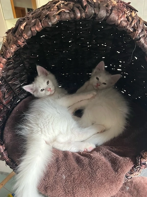 Maine Coon Heilige Birma nur 2 Jungs ab Sofort.