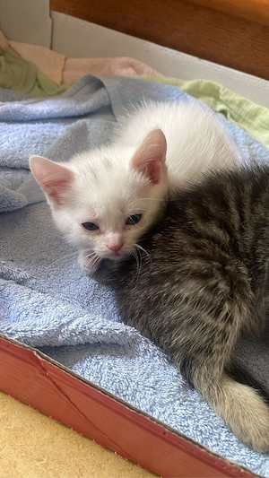 Babykatzen 