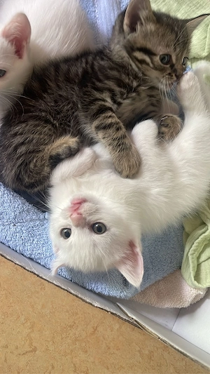 baby katze