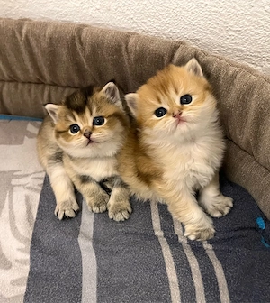 Bkh-Blh Kitten
