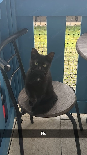 Zwei Katzen Weiblich 