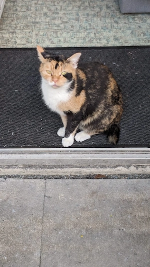 Zwei Katzen Weiblich 