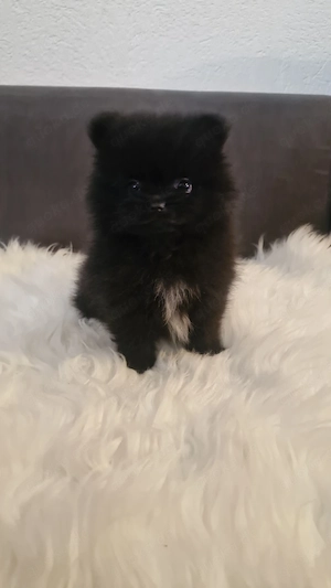 Reinrassige Pomeranian 
