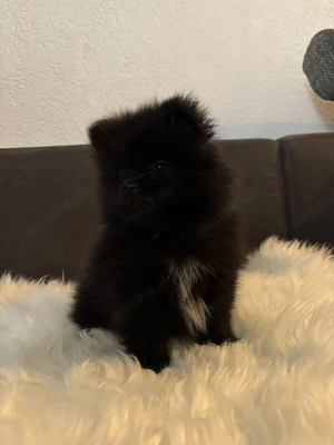 Pomeranian Bärchen 