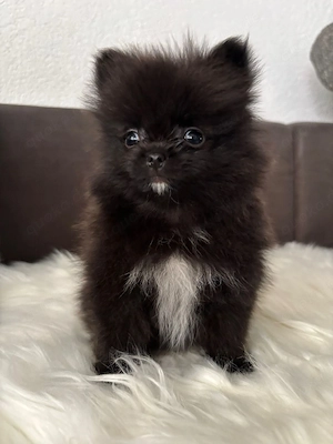 Reinrassige Pomeranian  Bild 2
