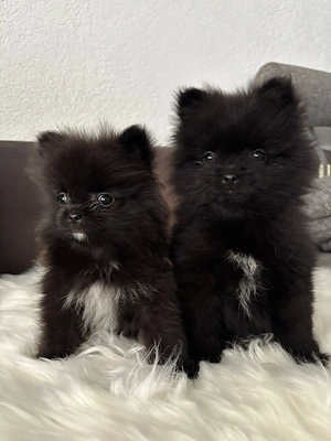 Reinrassige Pomeranian  Bild 5