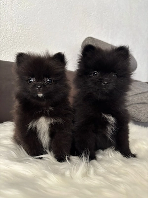 Reinrassige Pomeranian  Bild 3