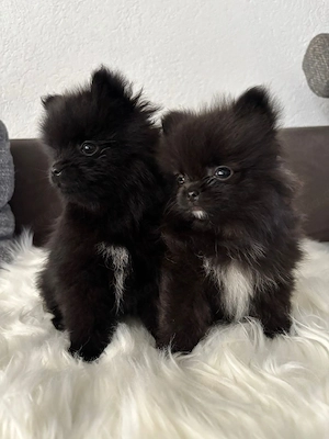 Reinrassige Pomeranian 