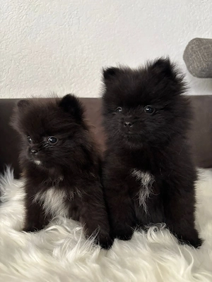 Reinrassige Pomeranian  Bild 4