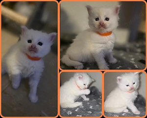 maine coon kitten