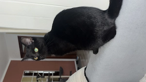 Katze zu verschenken Weibchen (Lilo)