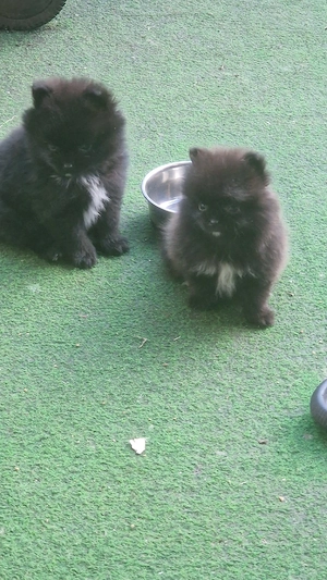 Pomeranian Bärchen  Bild 4
