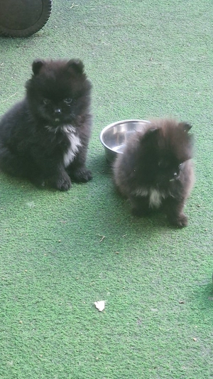 Pomeranian Bärchen  Bild 5