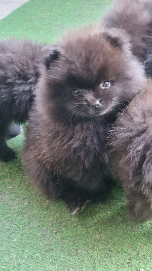 Pomeranian Bärchen 