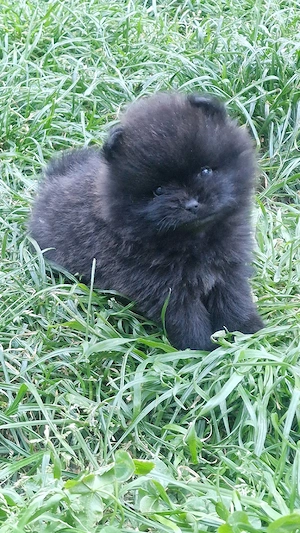 Pomeranian Bärchen 