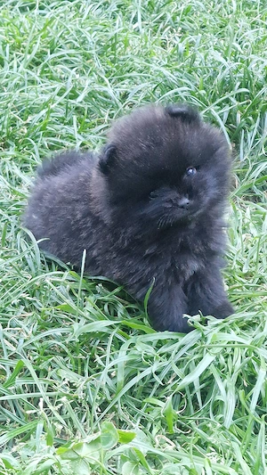 Pomeranian Bärchen 