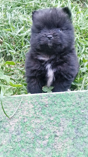Reinrassige Pomeranian  Bild 2