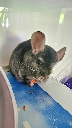 Chinchilla Bock (kastriert) fühlt sich einsam