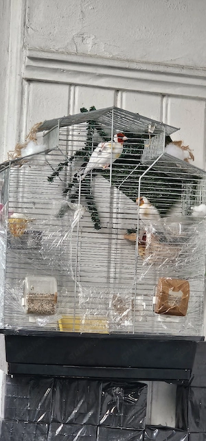 Stieglitz Vögel 