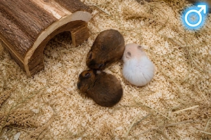 Hamster Goldhamster