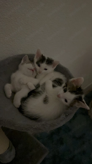 Drei Kitten und ihre Mama suchen liebevolles Zuhause