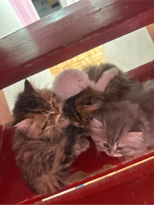 Perser Kitten 