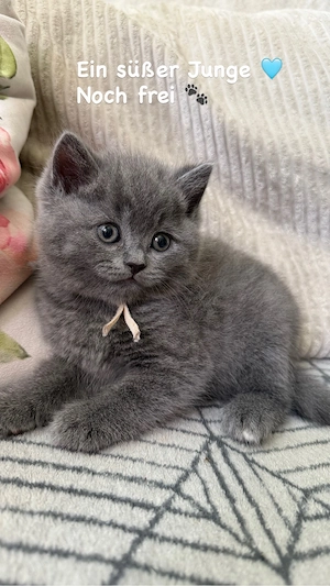 Kitten BKH