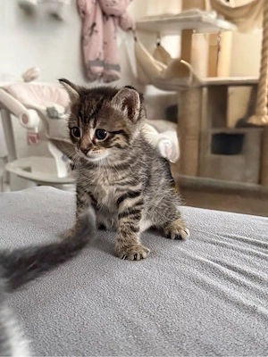 katzenmädchen 