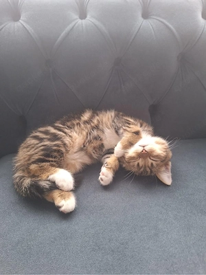 Wunderschöne Katze Nala sucht ein neues Zuhause 