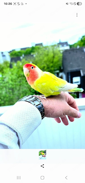 Vogel Pfirsichköpchen