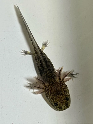 Axolotl Monsterchen Babys 