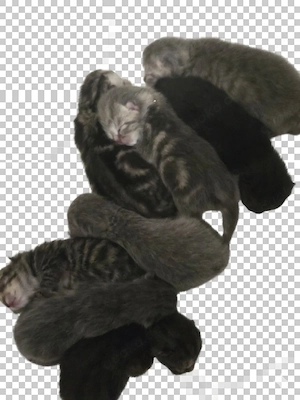 bkh kitten