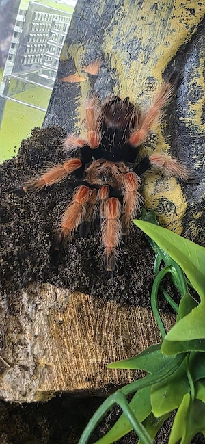 Brachypelma boehmei inkl Terrarium