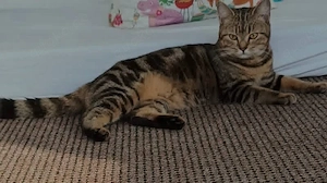 Lucy sucht ein liebevolles Zuhause