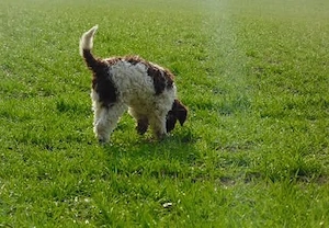 Bezaubernde Lagotto Romagnolo-Welpen suchen ein liebevolles Zuhause