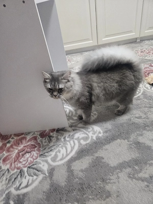 Bkh ragdoll katze