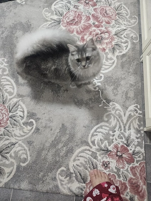 Bkh ragdoll katze Bild 2