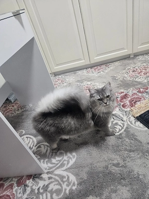 Bkh ragdoll katze Bild 3