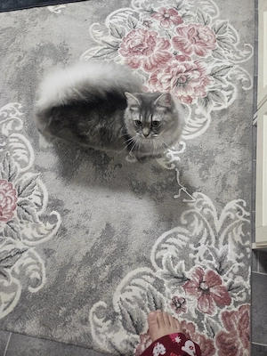Bkh ragdoll katze Bild 1