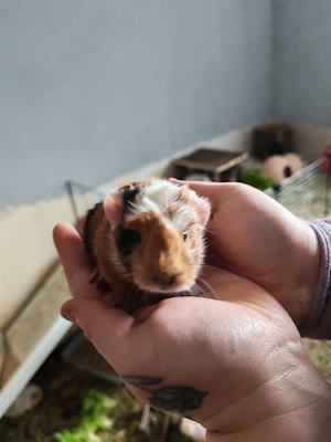 Sehr süße Meerschweinchen 