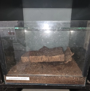 Terrarien 