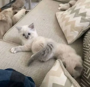 Ragdoll-Kätzchen