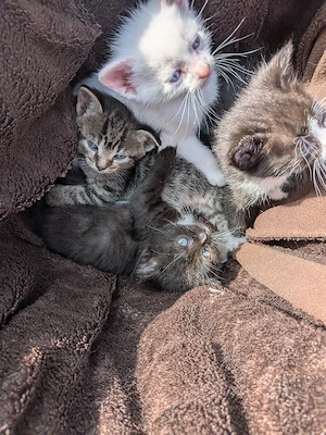 Noch 2 Bkh Mix Kitten 