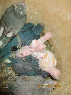 Ziegensittiche zu Verkaufen Bild 3