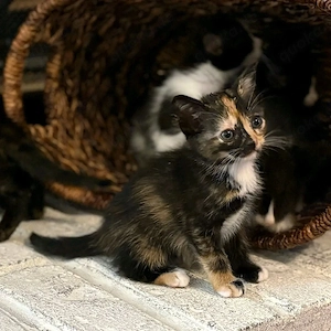 Main Coon Kätzchen