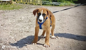 TIMMY    der schüchterne Prinz  Bild 6