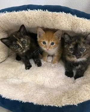 Entzückende Maine-Coon-Kätzchen