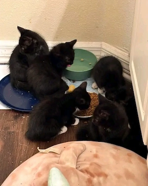 Entzückende Maine-Coon-Kätzchen Bild 2