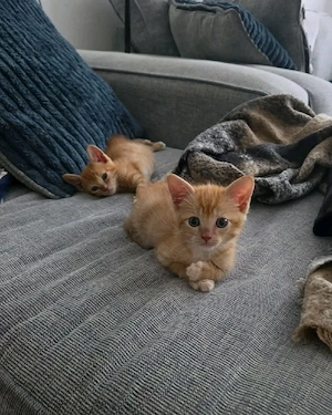 Entzückende Maine-Coon-Kätzchen Bild 5